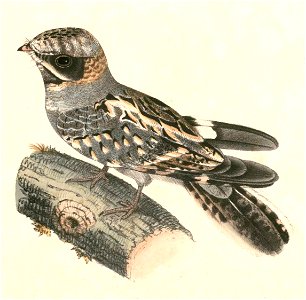 Caprimulgus asiaticus Hardwicke