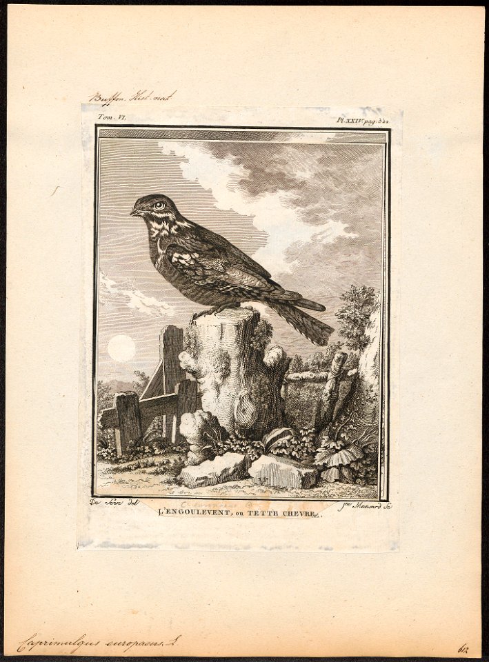 Caprimulgus europaeus - 1700-1880 - Print - Iconographia Zoologica - Special Collections University of Amsterdam - UBA01 IZ16700035