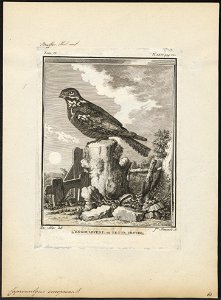 Caprimulgus europaeus - 1700-1880 - Print - Iconographia Zoologica - Special Collections University of Amsterdam - UBA01 IZ16700035
