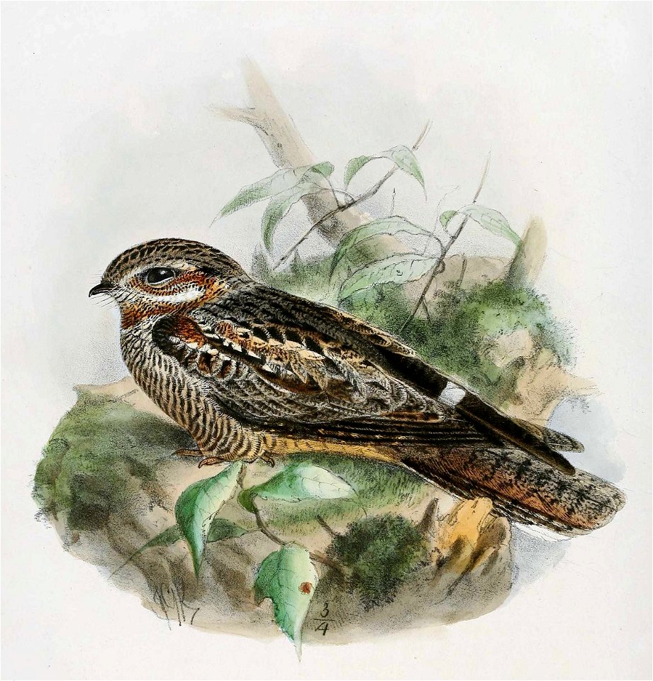 Caprimulgus europaeus Keulemans