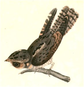 Caprimulgus indicus Hardwicke