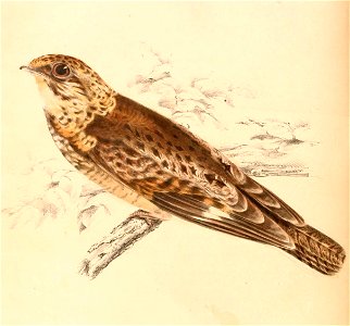 Caprimulgus natalensis 1838