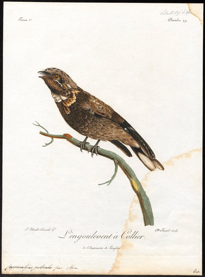 Caprimulgus pectoralis - 1796-1808 - Print - Iconographia Zoologica - Special Collections University of Amsterdam - UBA01 IZ16700045