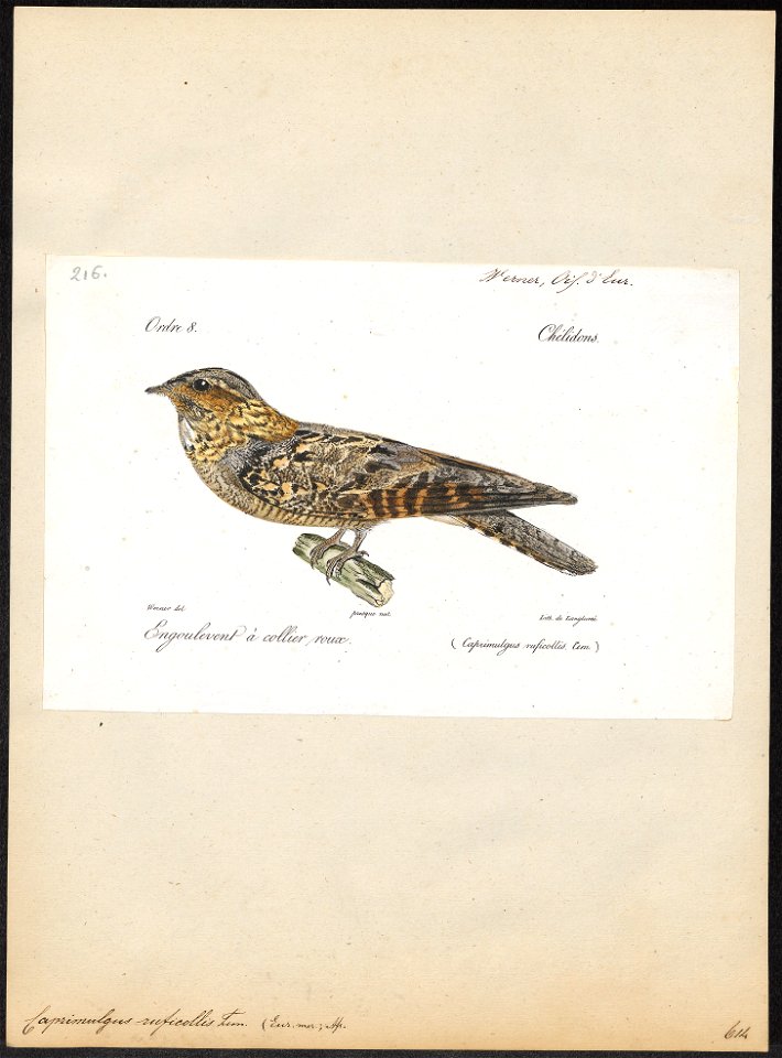 Caprimulgus ruficollis - 1842-1848 - Print - Iconographia Zoologica - Special Collections University of Amsterdam - UBA01 IZ16700039
