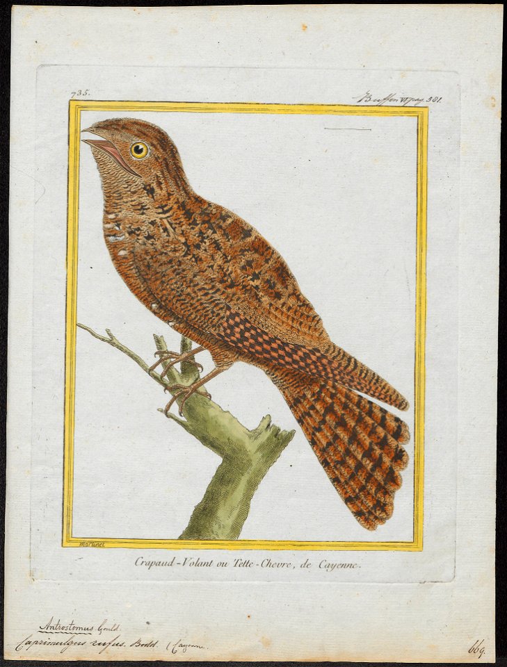 Caprimulgus rufus - 1700-1880 - Print - Iconographia Zoologica - Special Collections University of Amsterdam - UBA01 IZ16700057