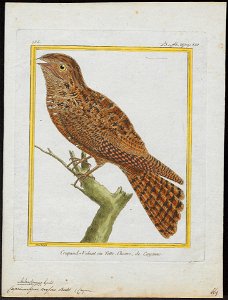 Caprimulgus rufus - 1700-1880 - Print - Iconographia Zoologica - Special Collections University of Amsterdam - UBA01 IZ16700057