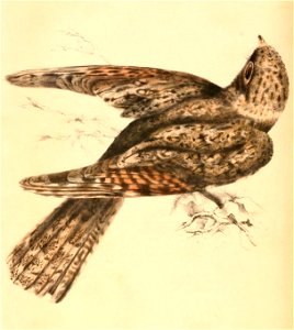 Caprimulgus tristigma lentiginosus 1838