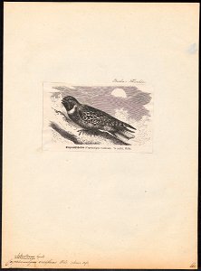Caprimulgus vociferus - 1700-1880 - Print - Iconographia Zoologica - Special Collections University of Amsterdam - UBA01 IZ16700055