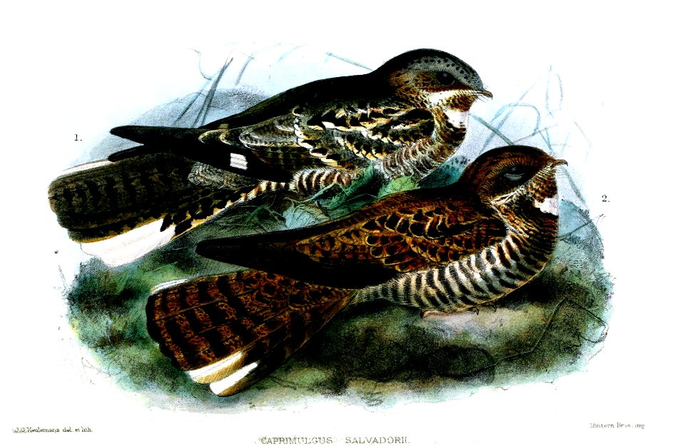 CaprimulgusSalvadoriiKeulemans