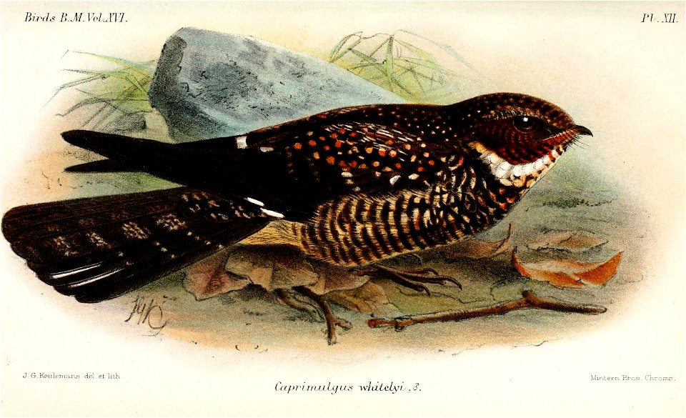 CaprimulgusWhitelyiKeulemans