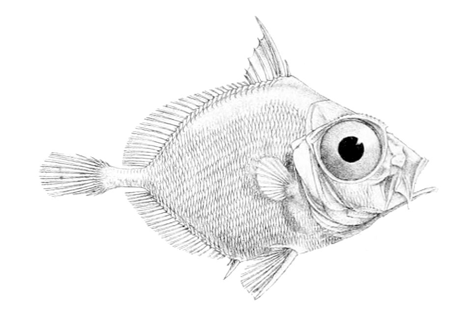 Capromimus abbreviatus