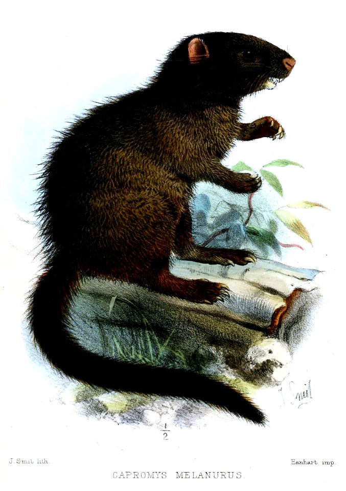 CapromysMelanurusSmit