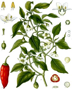 Capsicum annuum - Köhler–s Medizinal-Pflanzen-027