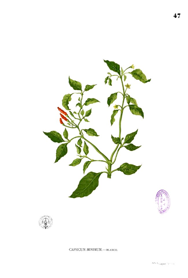Capsicum minimum Blanco1.47