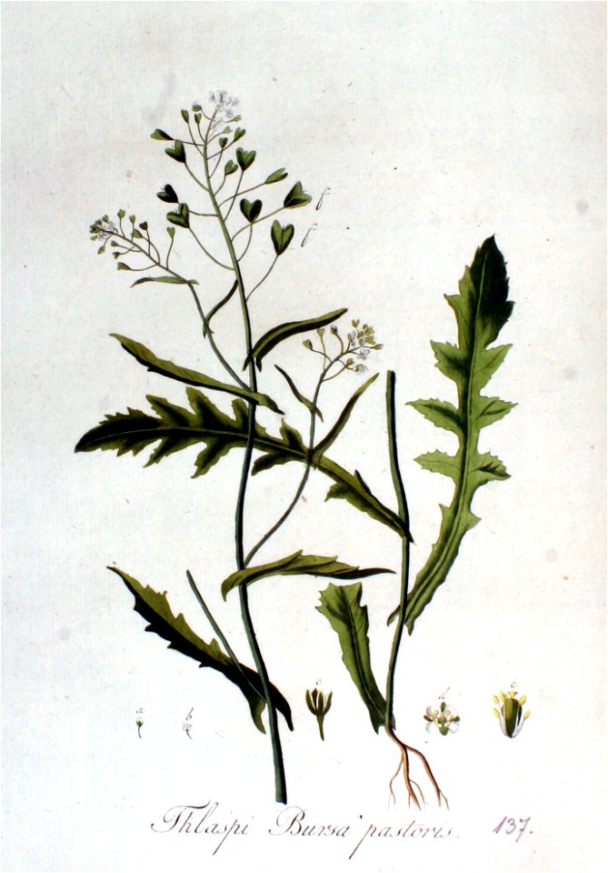 Capsella bursa-pastoris — Flora Batava — Volume v2