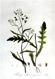 Capsella bursa-pastoris — Flora Batava — Volume v2