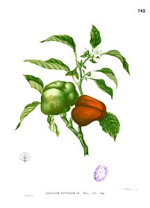 Capsicum tetragonum Blanco1.142