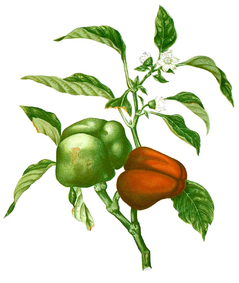 Capsicum tetragonum Blanco1.142-cropped