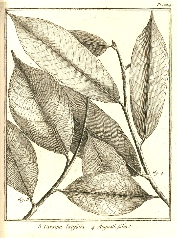 Caraipa 3. latifolia 4. angustifolia Aublet 1775 pl 224