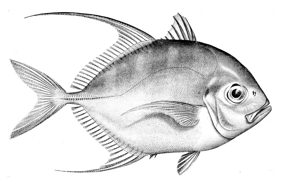 Carangoides coeruleopinnatus