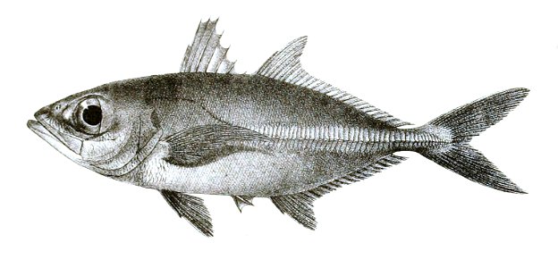 Caranx boops Ford 49