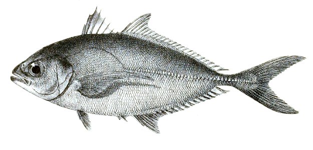 Caranx djeddaba Ford 49