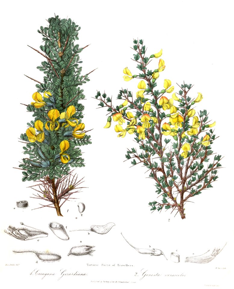 CaraganaGenistaRoyle