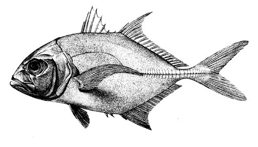 Caranx sausun Ford 50