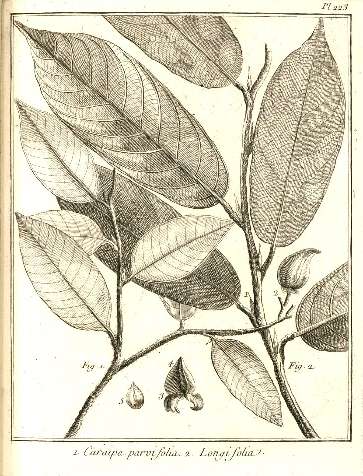 Caraipa 1. parvifolia 2. longifolia Aublet 1775 pl 223
