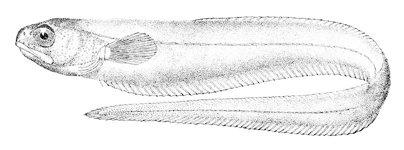 Carapus dubius