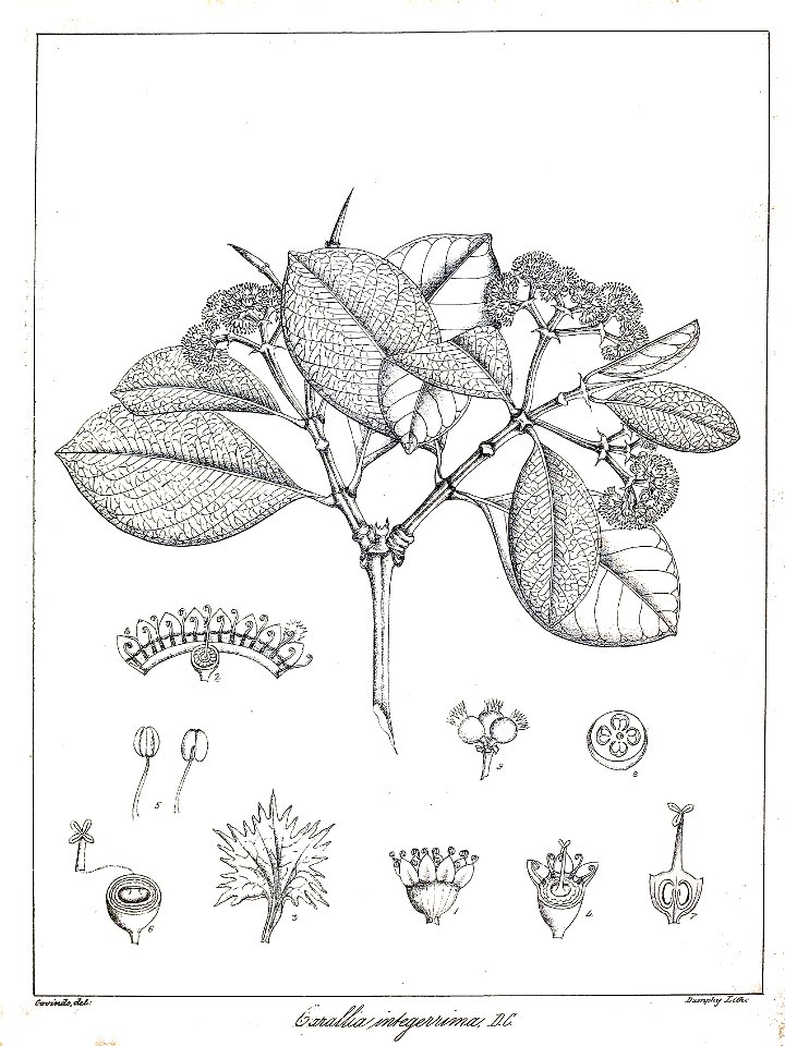 Carallia brachiata Govindoo