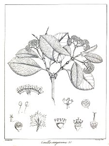 Carallia brachiata Govindoo