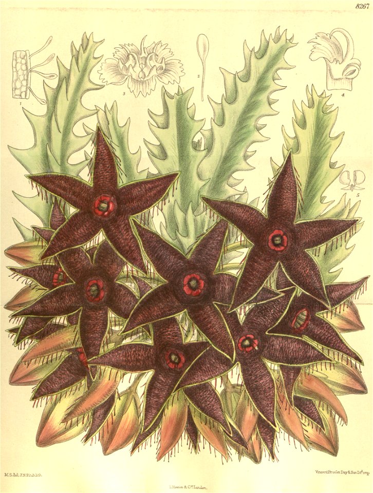 Caralluma nebrownii 135-8267