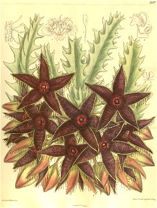 Caralluma nebrownii 135-8267