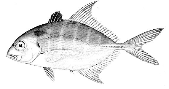 Carangoides humerosus