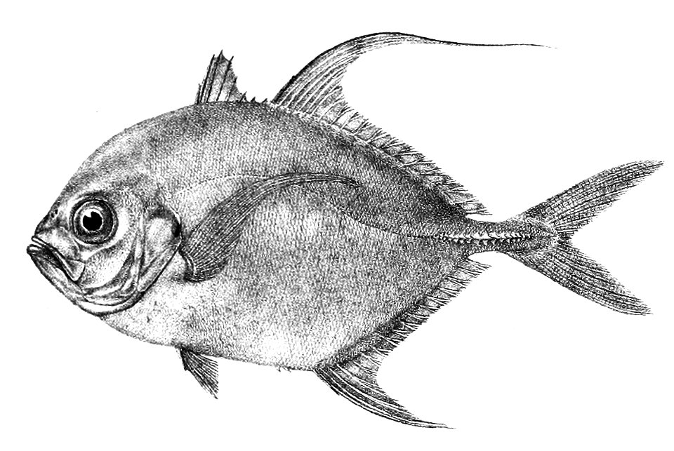 Caranx armatus Ford 51