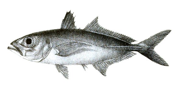 Caranx crumenophthalamus Ford 49