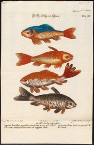 Carassius auratus - 1700-1880 - Print - Iconographia Zoologica - Special Collections University of Amsterdam - UBA01 IZ15000058