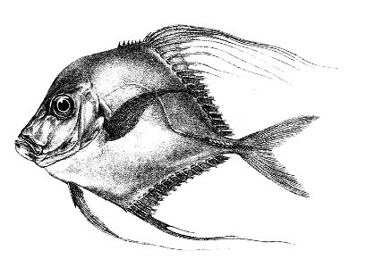 Caranx gallus Ford 51