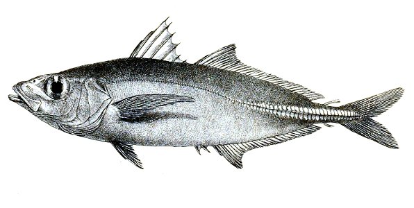 Caranx kurra Ford 48