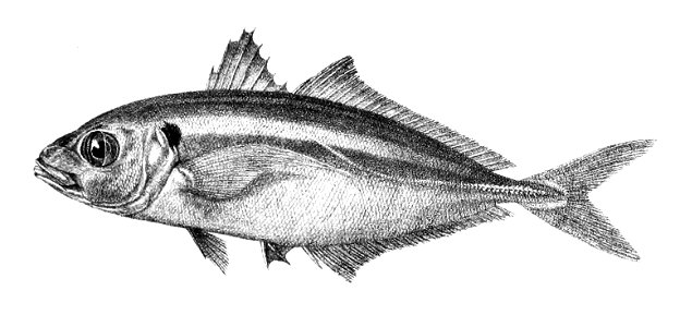 Caranx leptolepis Ford 51. Free illustration for personal and commercial use.