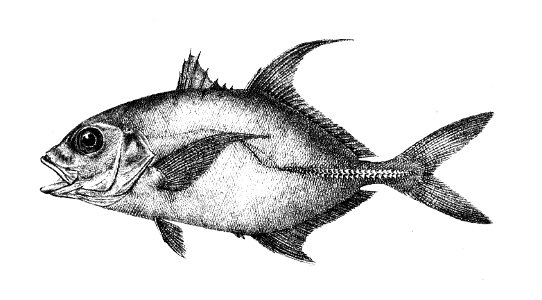 Caranx oblongus Ford 51
