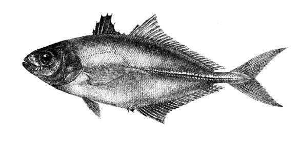 Caranx nigripinnis Ford 51