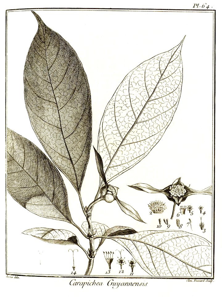 Carapichea guyannensis Aublet 1775 pl 64