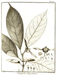 Carapichea guyannensis Aublet 1775 pl 64