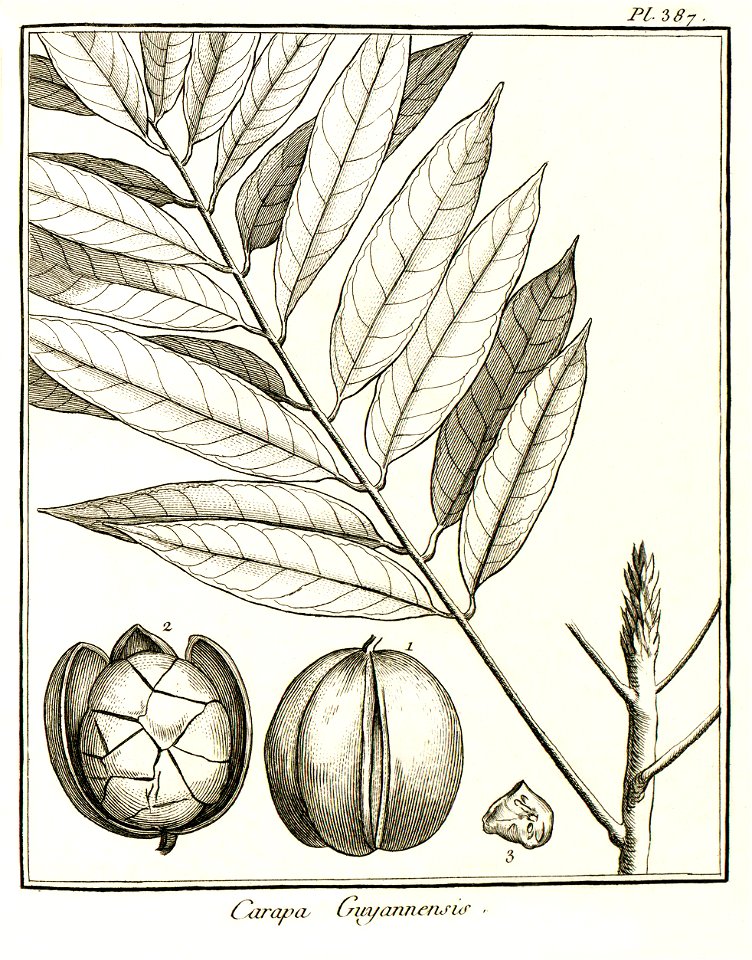 Carapa guyannensis Aublet 1775 pl 387