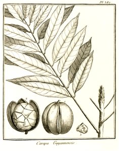 Carapa guyannensis Aublet 1775 pl 387