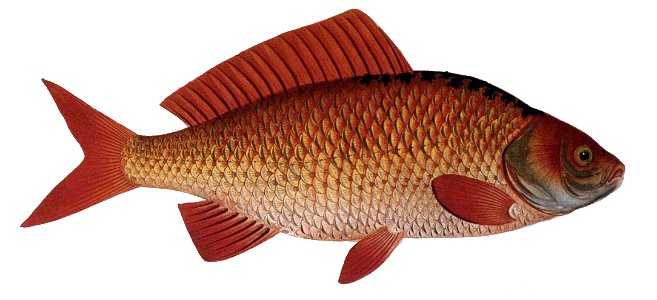 Carassius auratus6