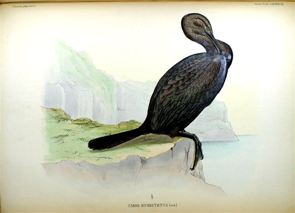 Carbo bicristatus (jun.) Fauna Japonica