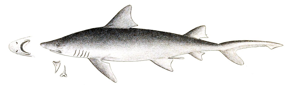 Carcharias acutidens Day 189